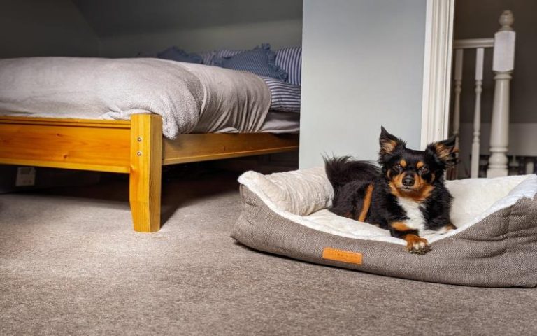 How to Prepare Your Dog for a Comfortable Stay