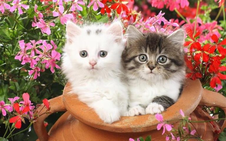 sweet cute cat images for whatsapp dp