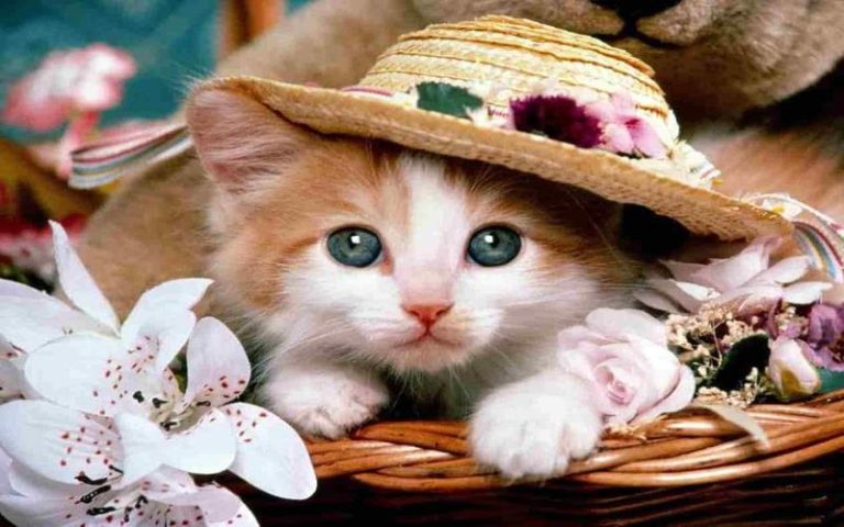 dpz sweet cute cat images for whatsapp dp