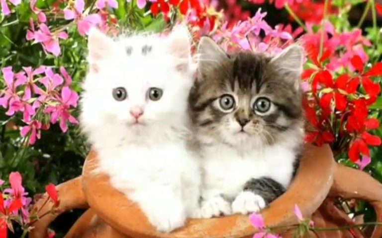 kittens cute cat images for whatsapp dp