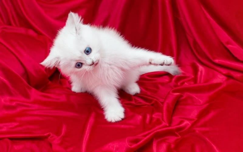 whatsapp dp white pink beautiful cute cat images