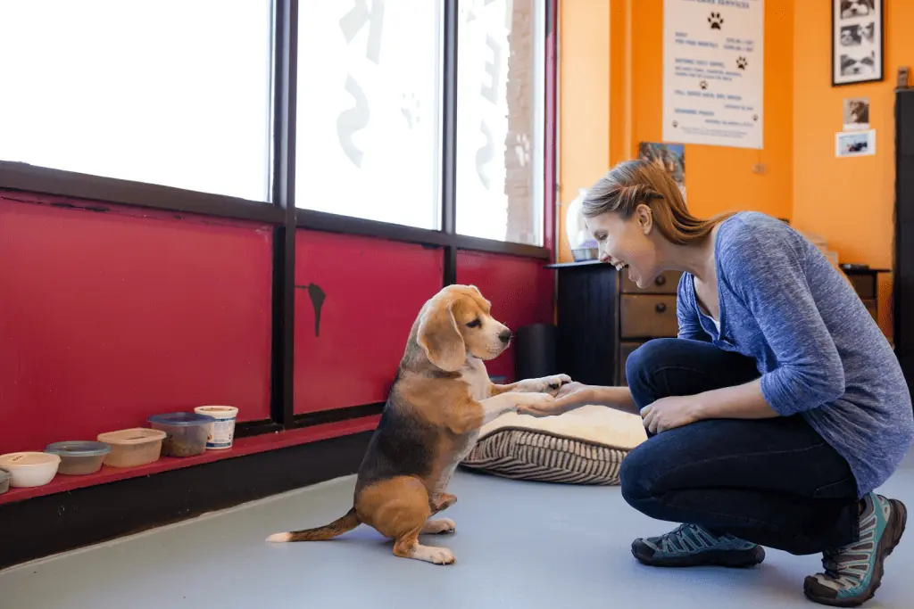 Ensuring a Comfortable Stay for Your Dog While You're Away