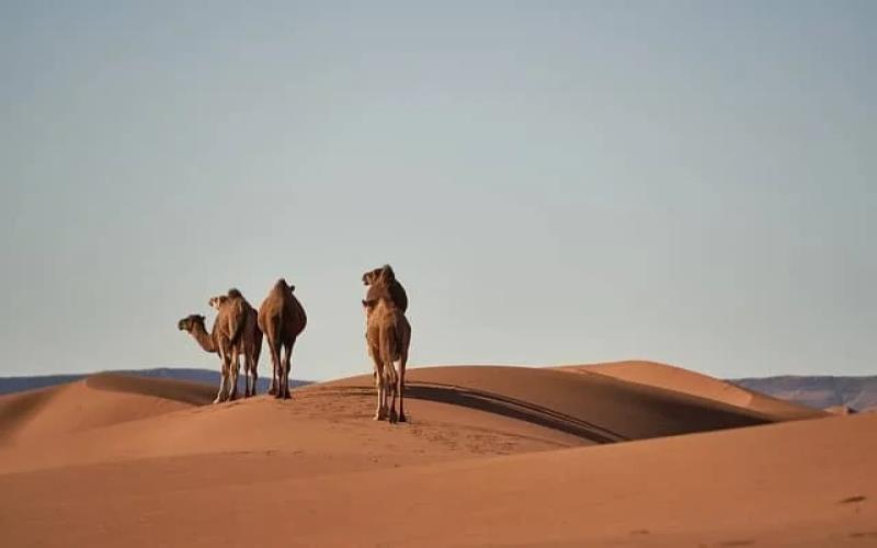 Unveiling the Secrets of the Sahara How Morocco DMCs Create Life-Changing Desert Adventures