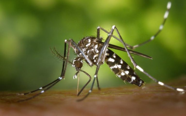 Year-Round Mosquito Control in Bakersfield, CA Keep Your Home & Garden Safe
