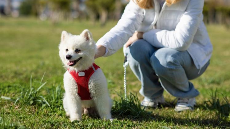 Dog Harnesses