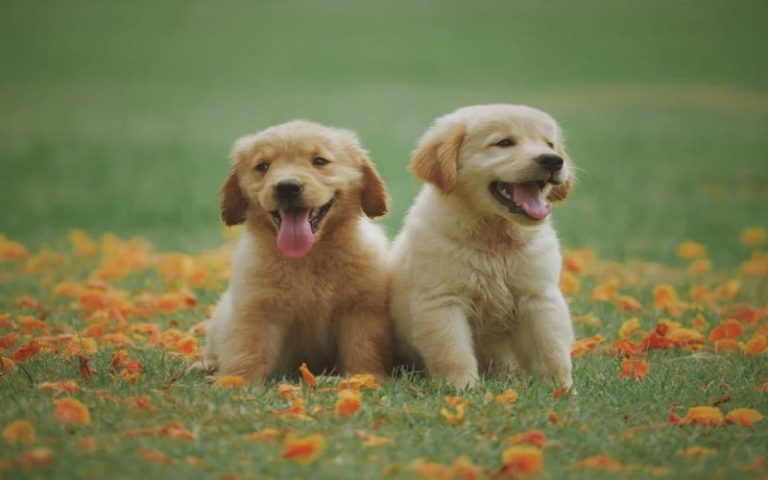 Perfect Puppy