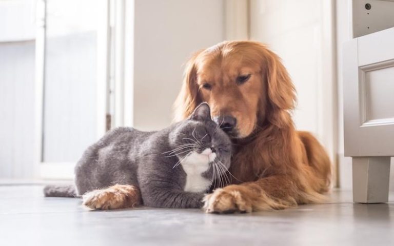 How to Make Your Pet Stand Out