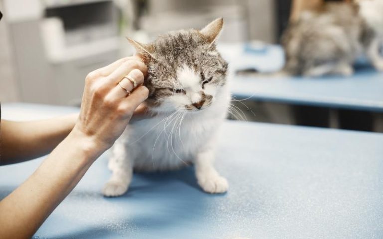 17 The Best Natural Ear Cleaner for Cats Keep Your Feline’s Ears Healthy and Clean