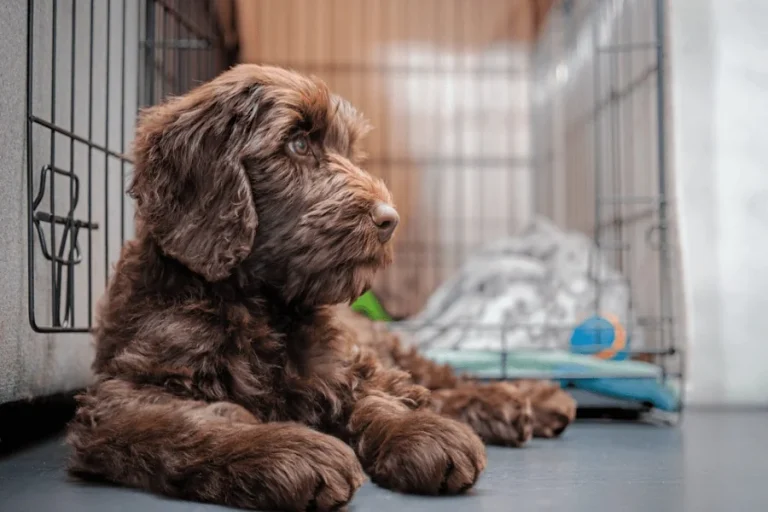 Teaching Your Dog to Enter the Crate on Command A Path to Greater Trust and Freedom