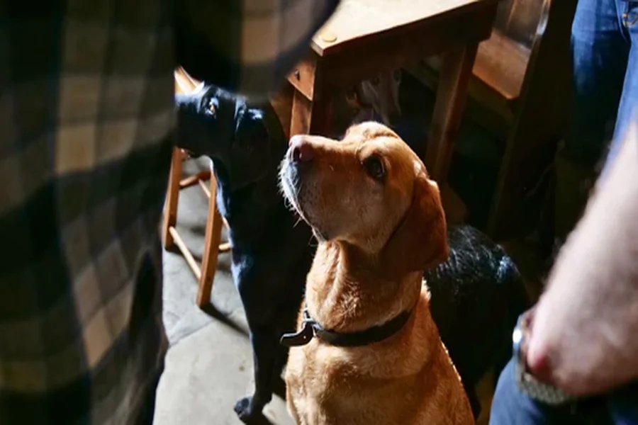 How to Help Your Dog Settle While You Are Away