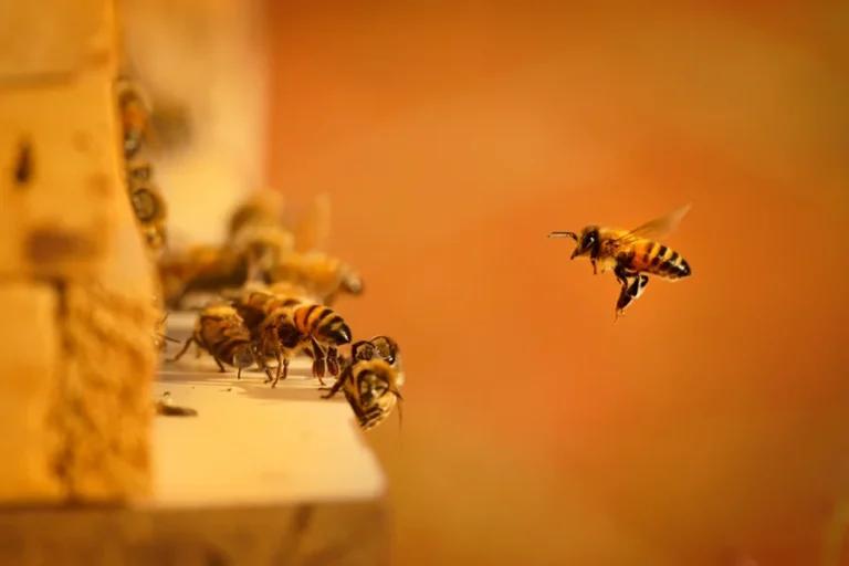 Beekeeping Tools