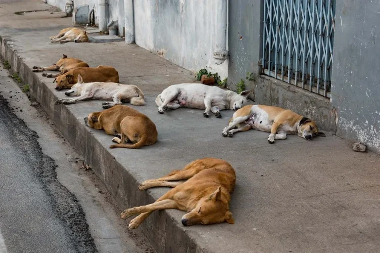 Dogs