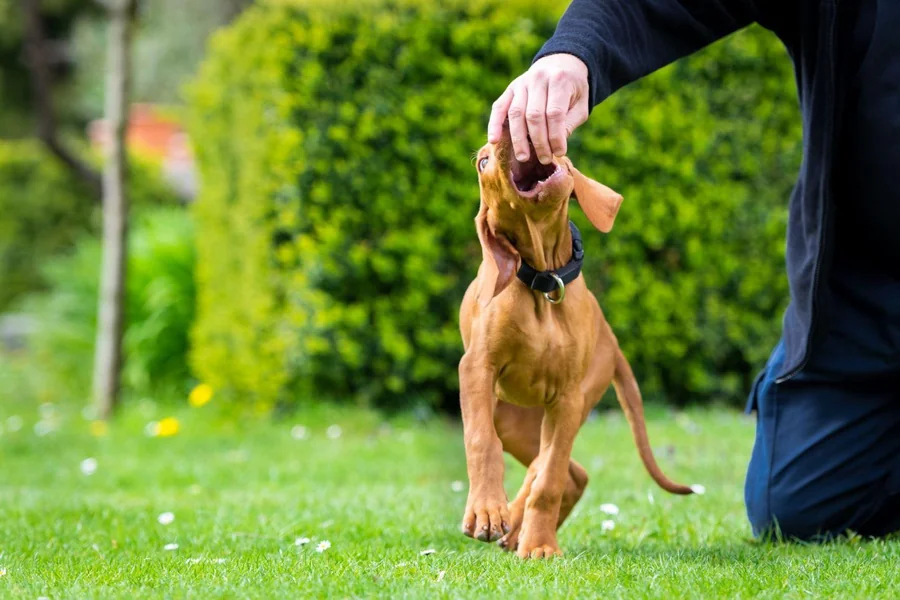 Dog Bite Lawyer