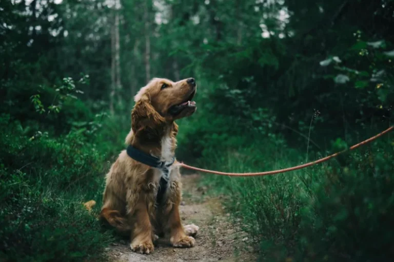 Dog Happy