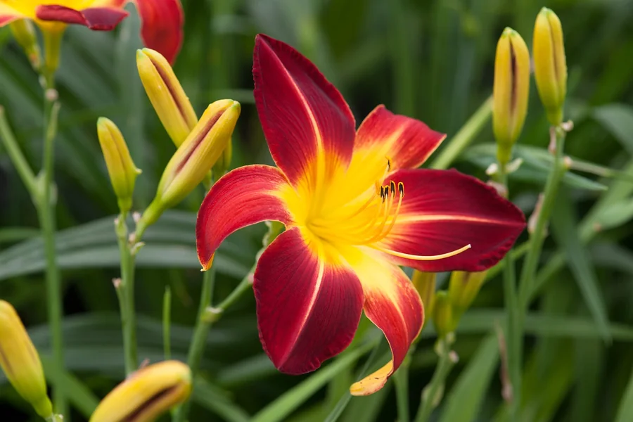 Daylilies Flowering